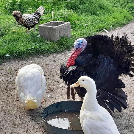 Le Paddock Du Val De Lys Ξενοδοχείο Blessy Εξωτερικό φωτογραφία